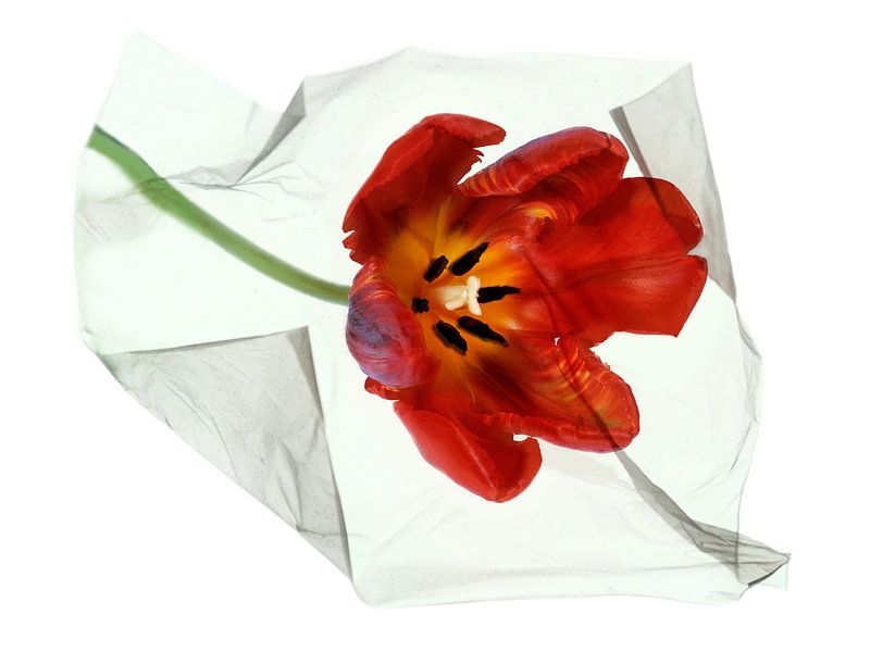 Floating flower Tulip by Anjo Kan