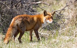 Fuchs in den Dünen der Amsterdamer Wasserversorgung