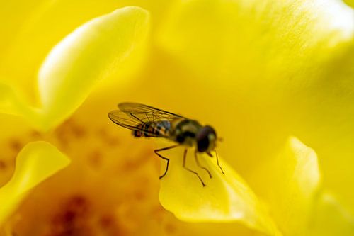 de Bij verbloemd in het goudgeel