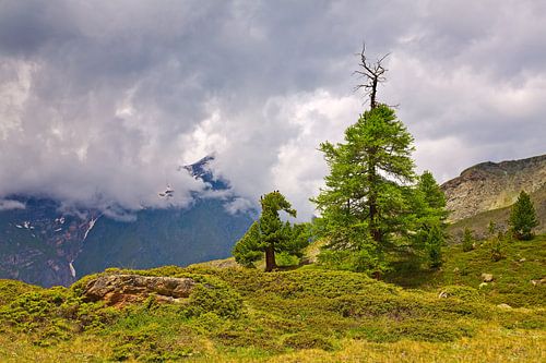 On the (tree) border by Anton de Zeeuw