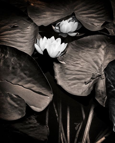 Waterlelies by Fons Bitter