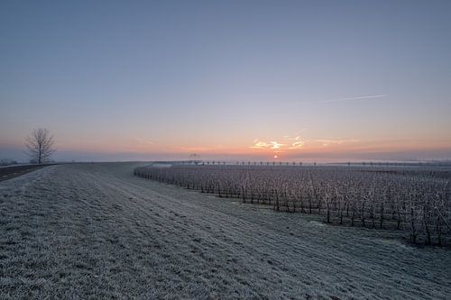 Fruitboomgaard bij dijk