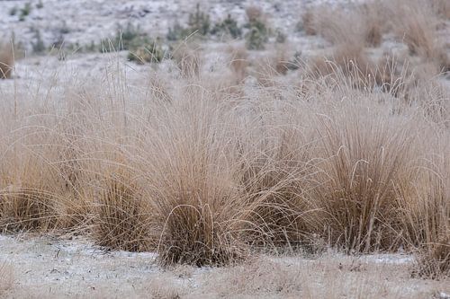 Pijpestrootje met ruige rijp