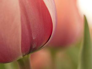 Tulp 2