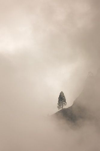 Minimalist Tree in Mist in Srilanka - Portrait