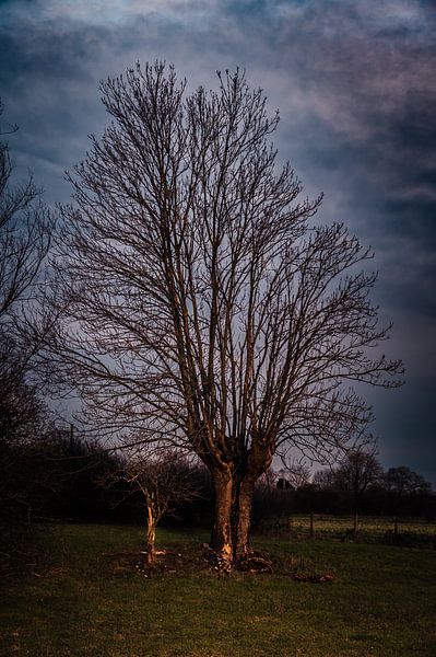 Tree in the evening light near Eversael by Derlach Photography