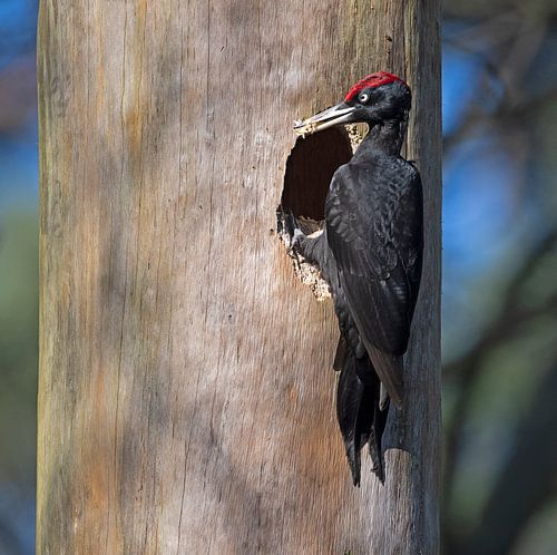 Zwarte specht met haksel in zijn bek