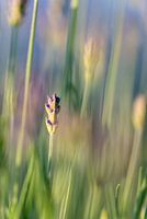 Lavender in the morning light