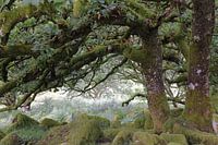 Wistmen's Wood 10