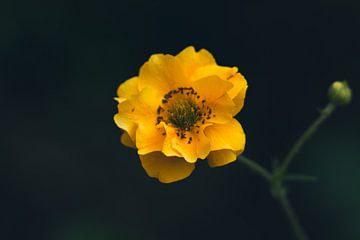 Gele bloem van Photos by Francis