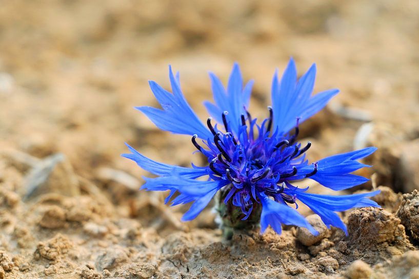 Kornblume von Toni Stauche