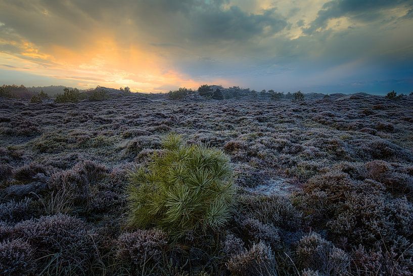 Jong boompje in de bevroren heide van peterheinspictures