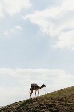 Camel on a mountain in Morocco near Marrakesh by Yara Aarts
