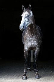 Gray in stabledoor by Wybrich Warns