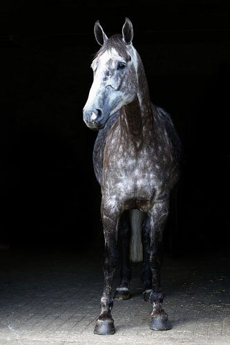 Schimmel in deuropening