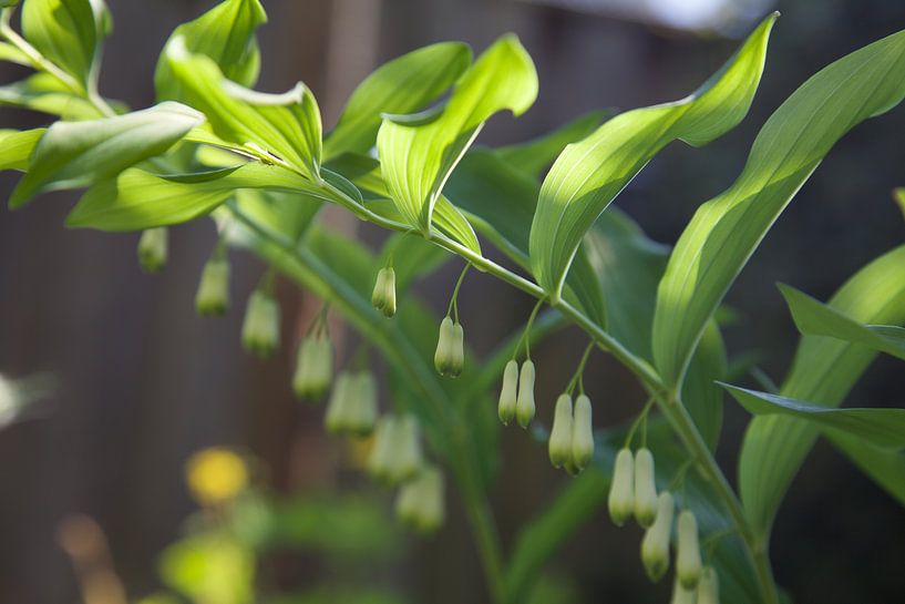 Salomonszegel plant von Roberto Zea Groenland-Vogels