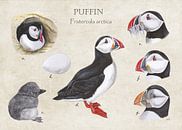 Puffin (papegaaiduiker) van Jasper de Ruiter thumbnail