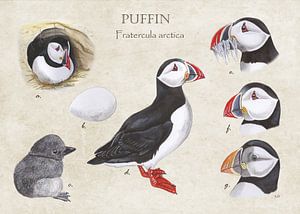 Papageientaucher (Papageientaucher)