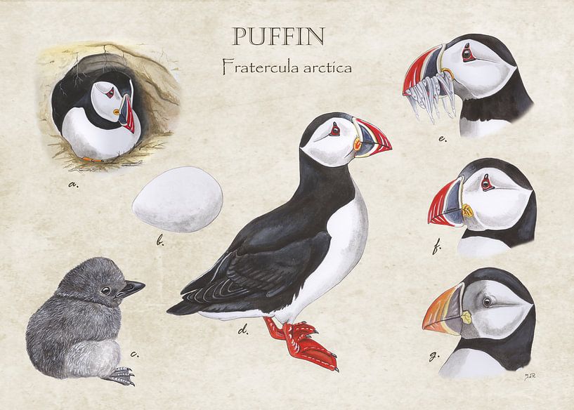 Puffin (papegaaiduiker) van Jasper de Ruiter