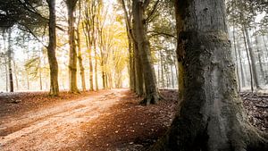 Colorfull lane von Ralph Zantman