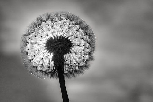 schwarzer und weißer Löwenzahn