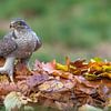 Autumn European Goshawk! van Robert Kok