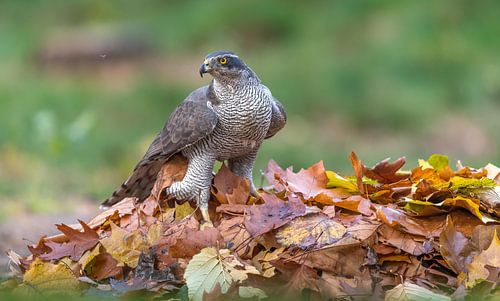 Autumn European Goshawk!