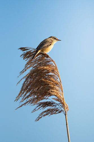 Reed warbler in the morning sun