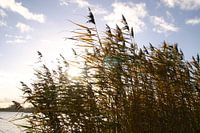 reeds