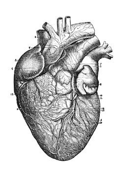 Anatomie van het hart van Pixel4ormer