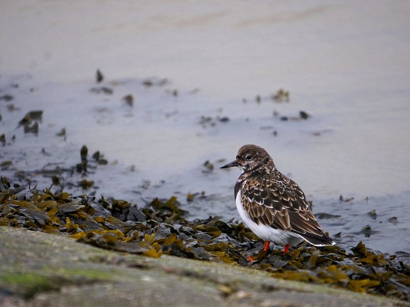 Watvogel am Wattenmeer von Lea-Marie Littwin