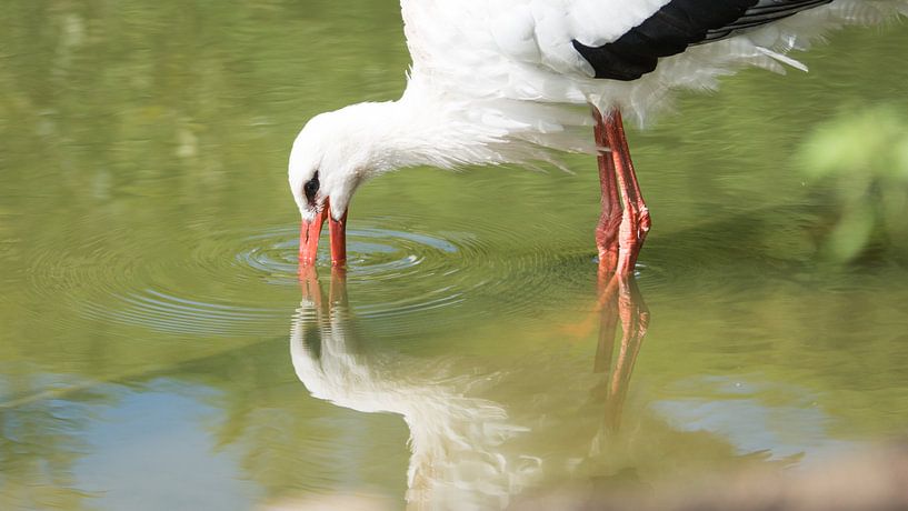 Ooievaar met spiegeling by Barend de Ronde