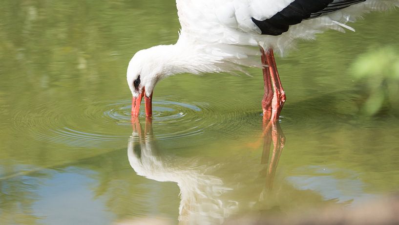 Ooievaar met spiegeling van Barend de Ronde