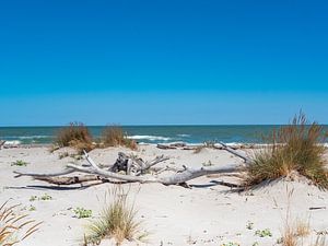 Naturstrand mit Treibholz an der Adria in Italien