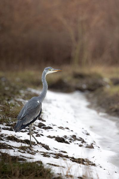 Reiher im Schnee von Piet Hein Schuijff