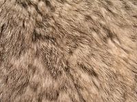 Kaninchen