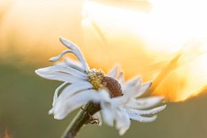 Gänseblümchen in der Morgensonne