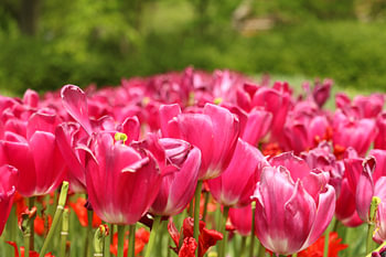 Blumen im Küchenhof, die wunderschön blühen.