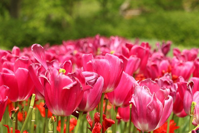 Blumen im Küchenhof, die wunderschön blühen. von Jennifer Hendriks