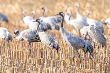 Kraanvogels rusten en eten in een veld tijdens de herfstmigratie