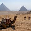 Panorama Pyramides de Gizeh avec chameau et désert sur Animaflora PicsStock