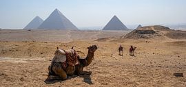 Panorama piramides van Gizeh met kameel en woestijn van Animaflora PicsStock