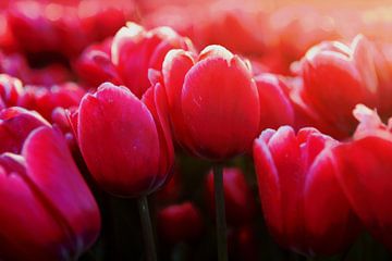 tulpen roze van Henriette Tischler van Sleen