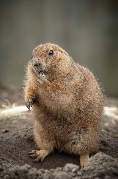 Porträt eines niedlichen Präriehundes mit Pfote im Maul von Wildlife Designs
