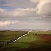 Cows on Groningen's salt marshes by Bo Scheeringa Photography