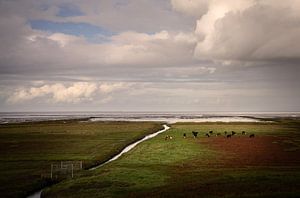 Vaches dans les marais salants de Groningue