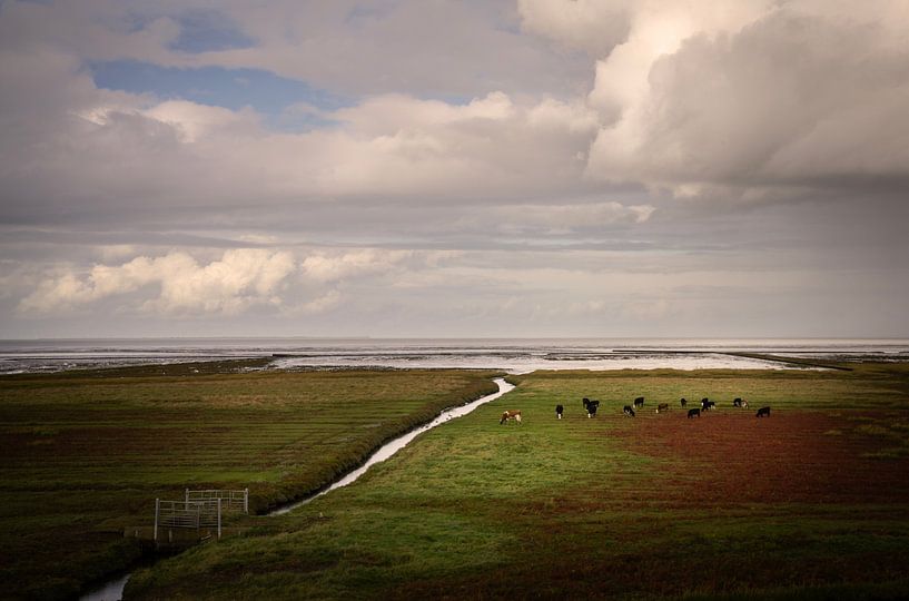 Cows on Groningen's salt marshes by Bo Scheeringa Photography