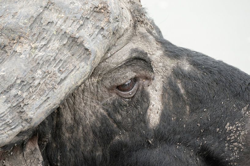 buffalo by Ed Dorrestein