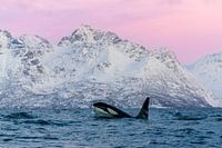 Orca in the magical pink light of Norway.