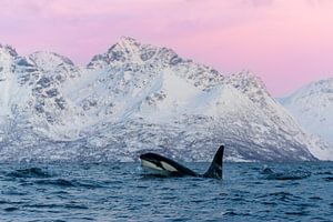 Orca in the magical pink light of Norway.
